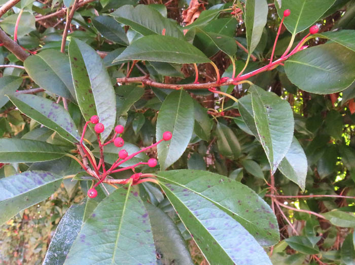 photoカナメモチ