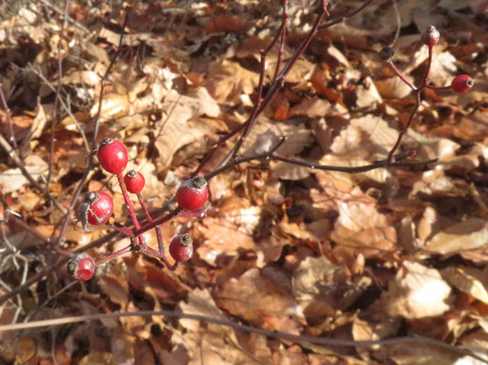 photoノイバラ