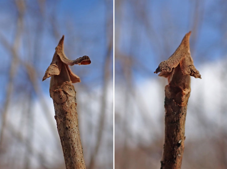 photo11リョウブ冬芽