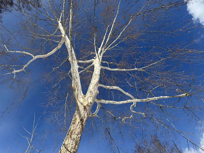 photo15空いっぱいのスズカケノキ