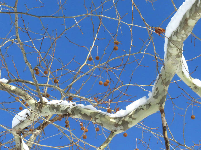 photoスズカケノキ（プラタナス）実