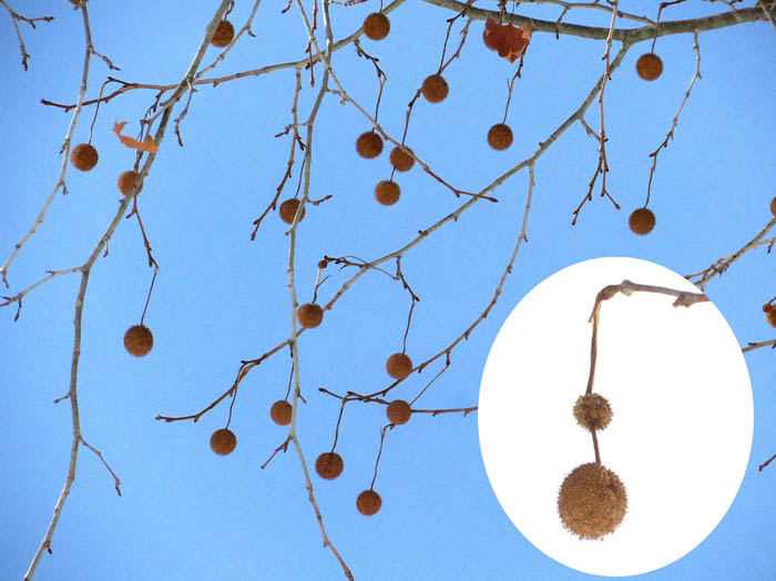 photoスズカケノキ（プラタナス）実