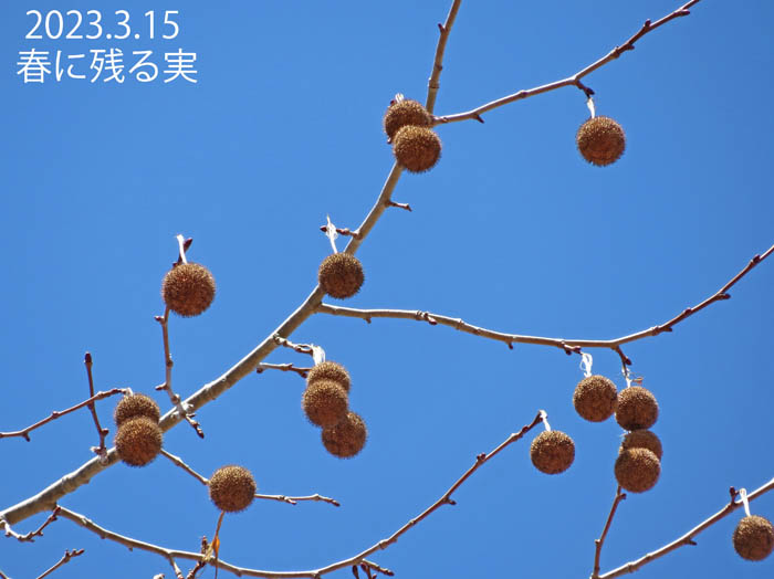 photoスズカケノキ（プラタナス）実