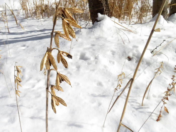 photo3コバギボウシ実