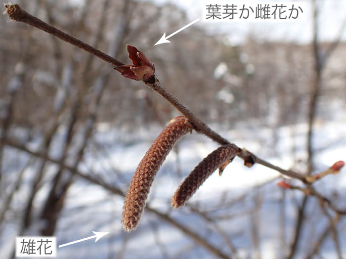 photo8ツノハシバミ冬芽