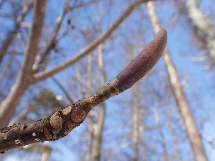 photo9大きなホオノキ冬芽