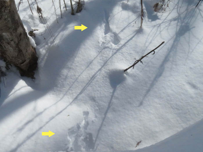 photo10目の前を走ったノウサギの足跡