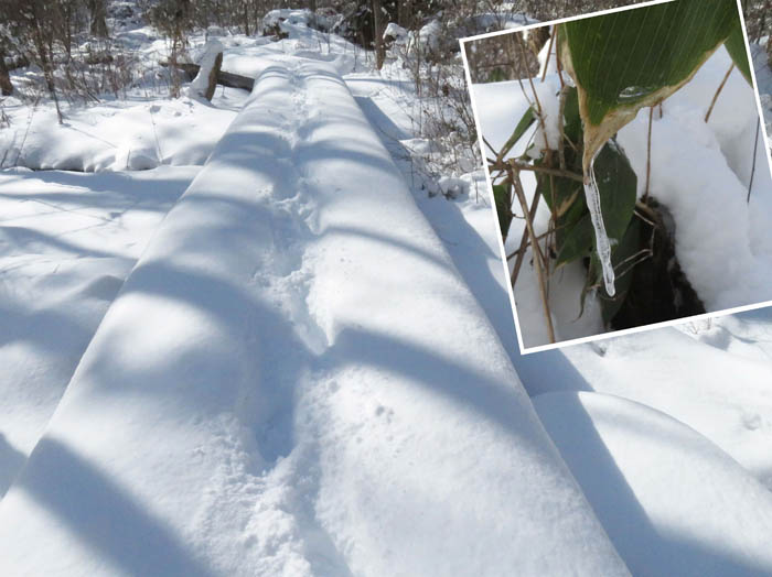 photo11自分の足跡だけ