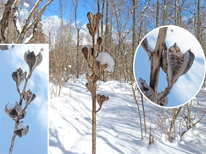 photo12オオウバユリ実