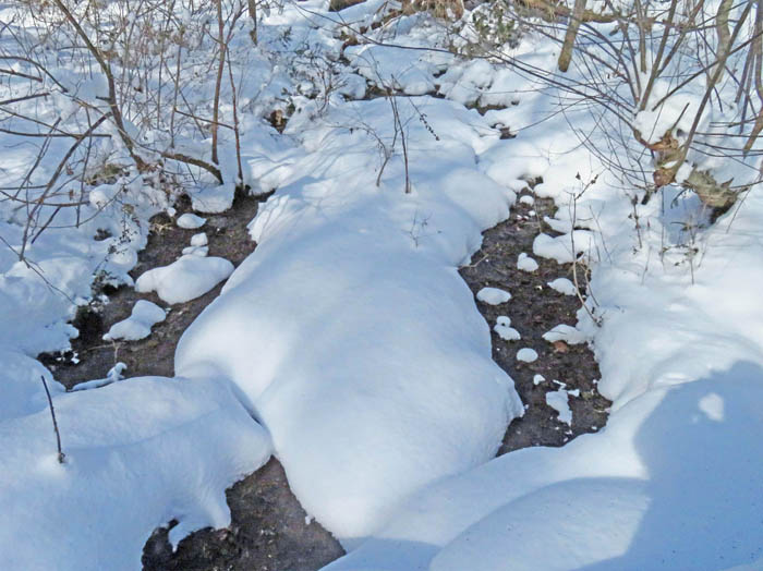 photo7湿原奥の沢