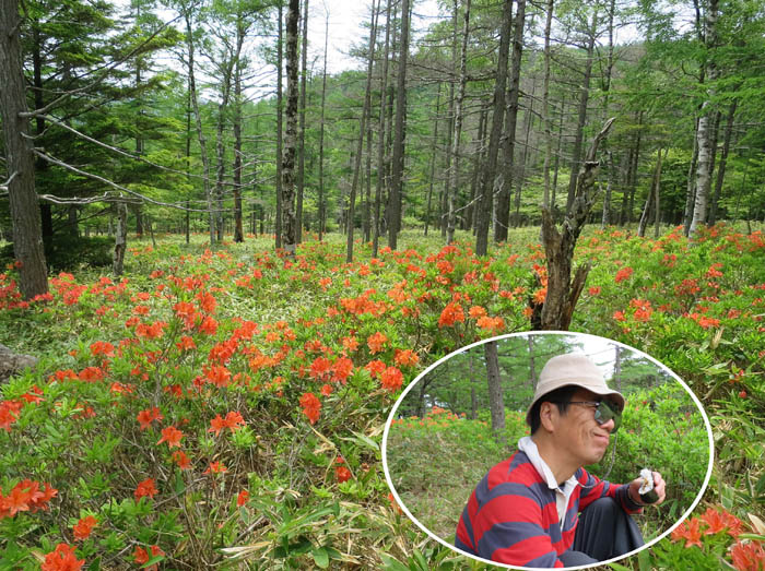 レンゲツツジの真ん中でおにぎり：入笠山