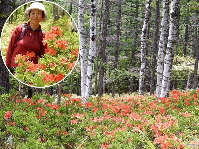 白樺とレンゲツツジの森：入笠山