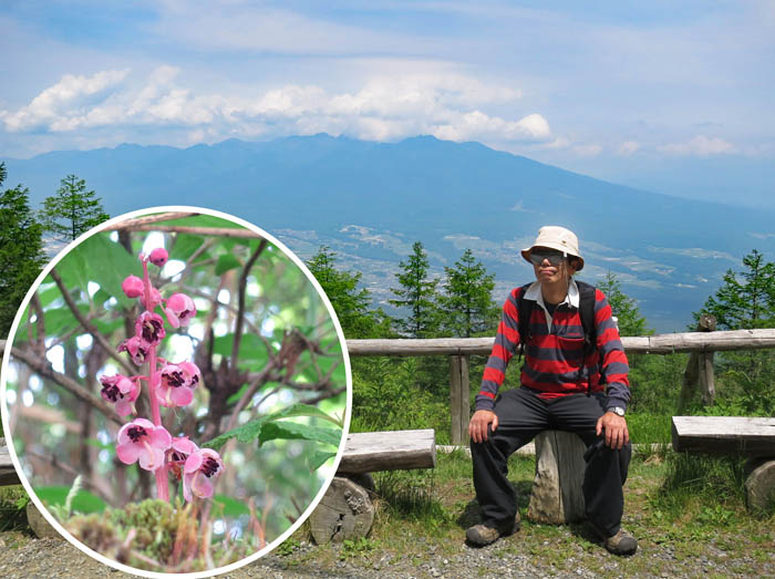 ベニバナイチヤクソウと八ヶ岳：入笠山