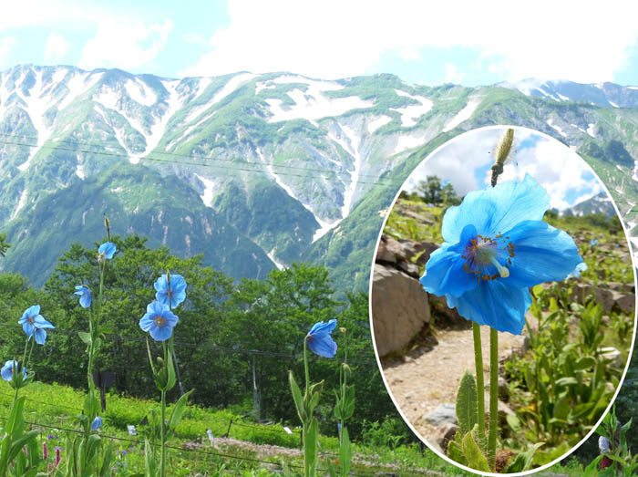 青いケシ：五竜高山植物園