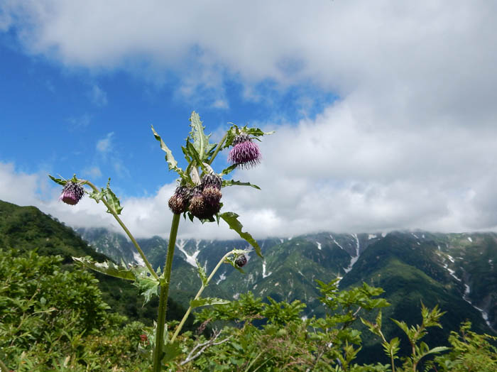 オニアザミ：五竜小遠見山