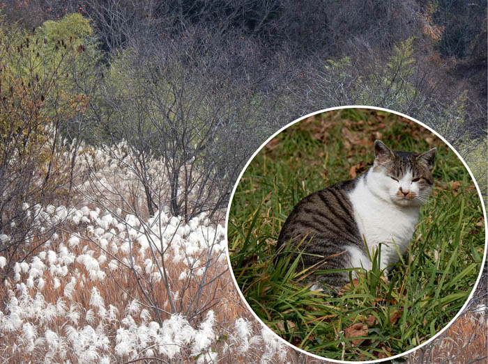 堂々とした猫さんに見送られて