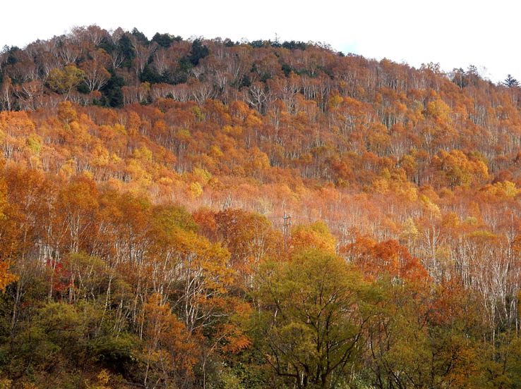 熊の湯の紅葉