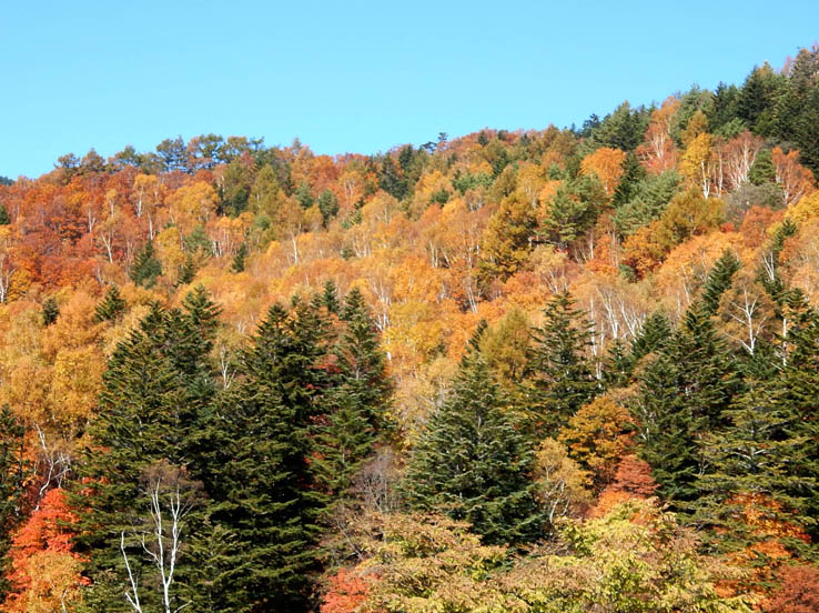 山田牧場付近の紅葉  