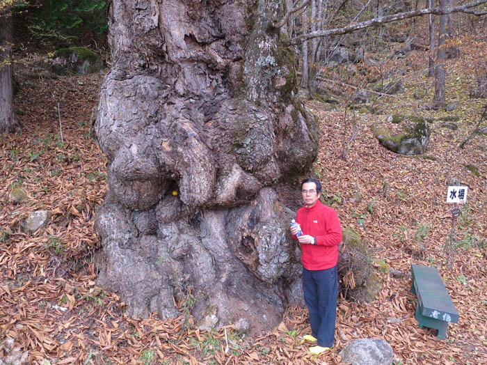 写真・トチノキの巨木『姥の栃』