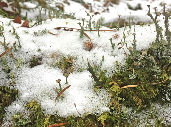 写真・雪の中に苔の花：朝日岳
