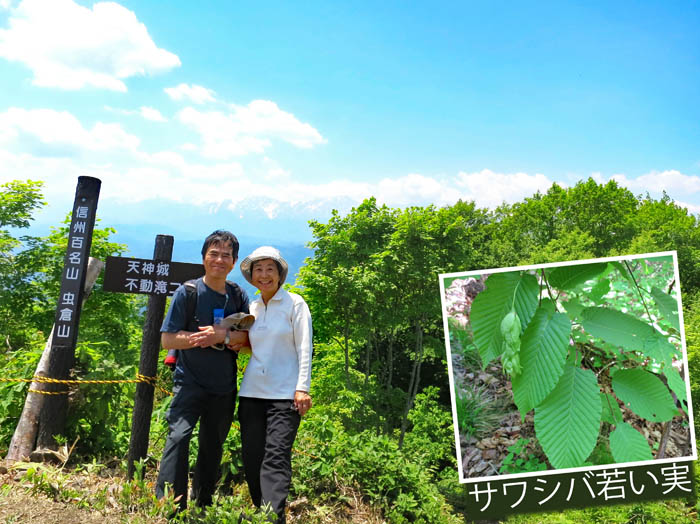 虫倉山山頂,サワシバ実：虫倉山