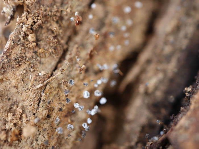 photo：小さな、小さな菌の世界：地附山
