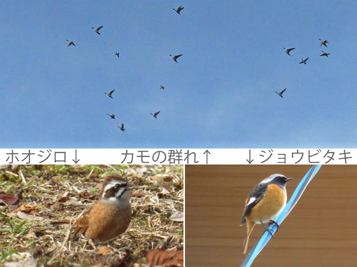 photo2鳥たち,ホウジロ,ジョウビタキ,カモメ群