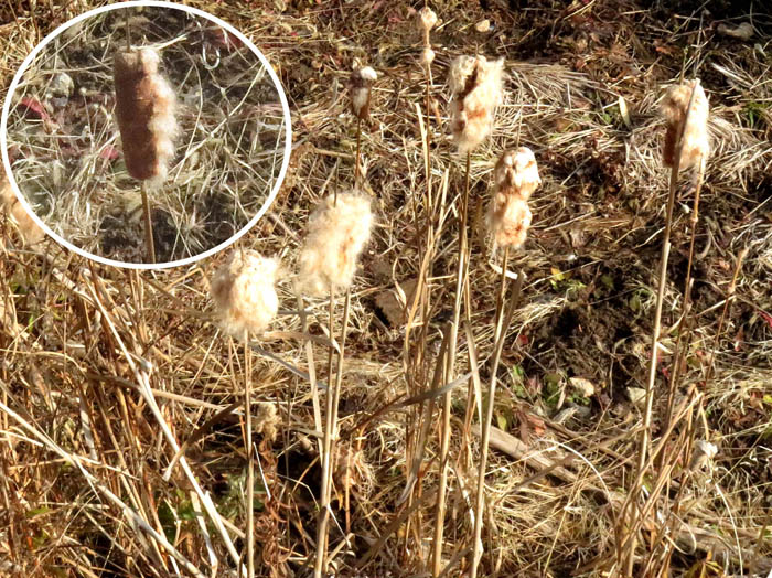 photoガマの穂