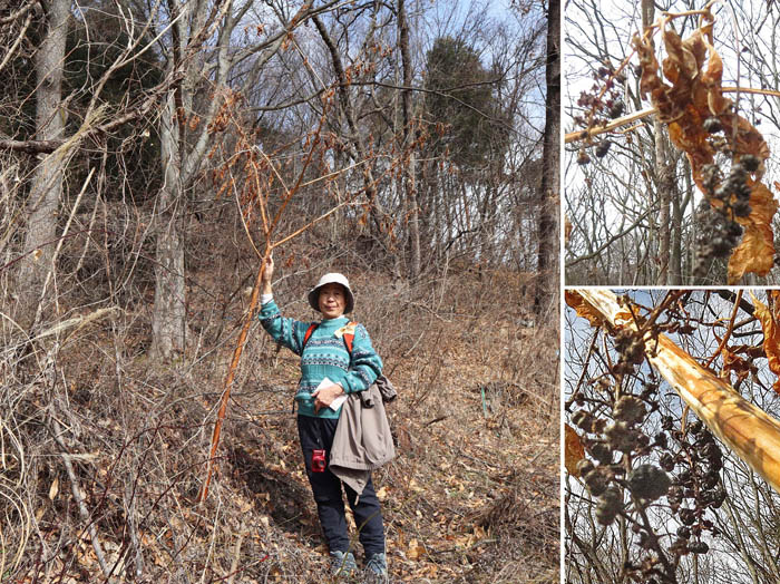 photo4大きなヤマゴボウだろうか