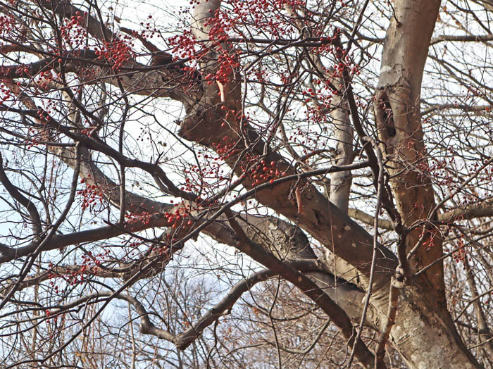 photo5赤い実がいっぱい