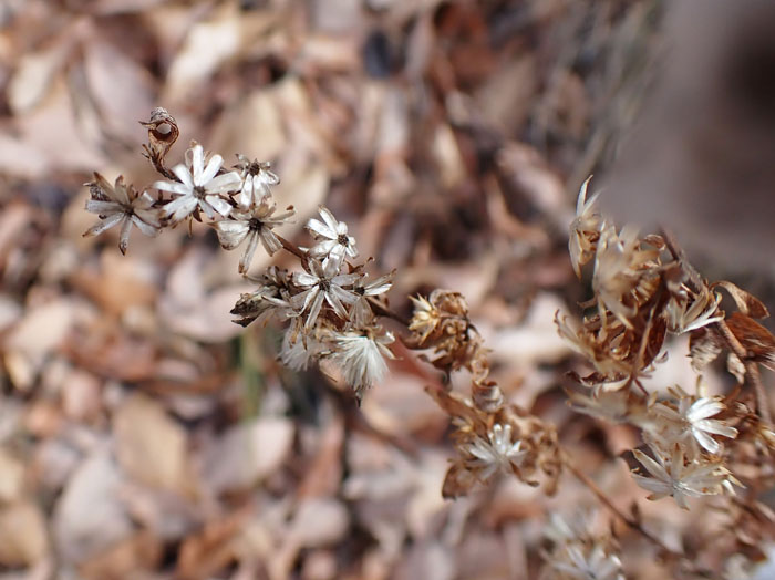 photoアキノキリンソウ