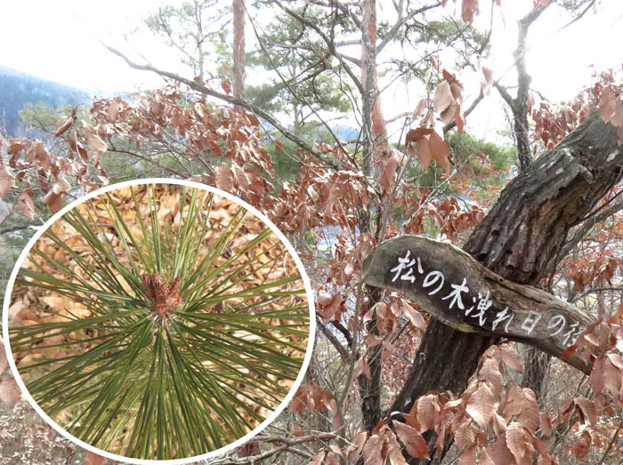 photo4松の木洩れ日の径を登る