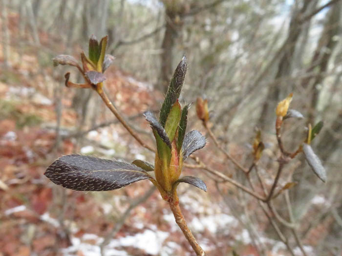 photo2ヤマツツジ/地附山