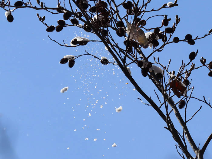 photo12小鳥が降らす雪/地附山