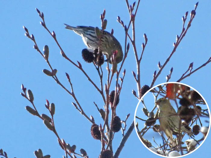 photoコンズイか/地附山