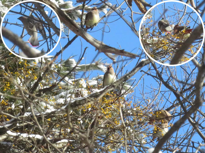 photoヒレンジャク/地附山