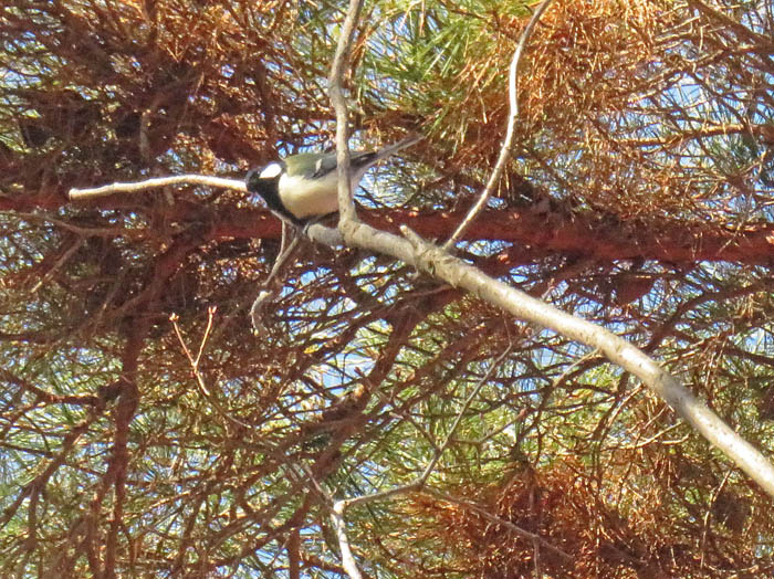 photoシジュウカラ/地附山