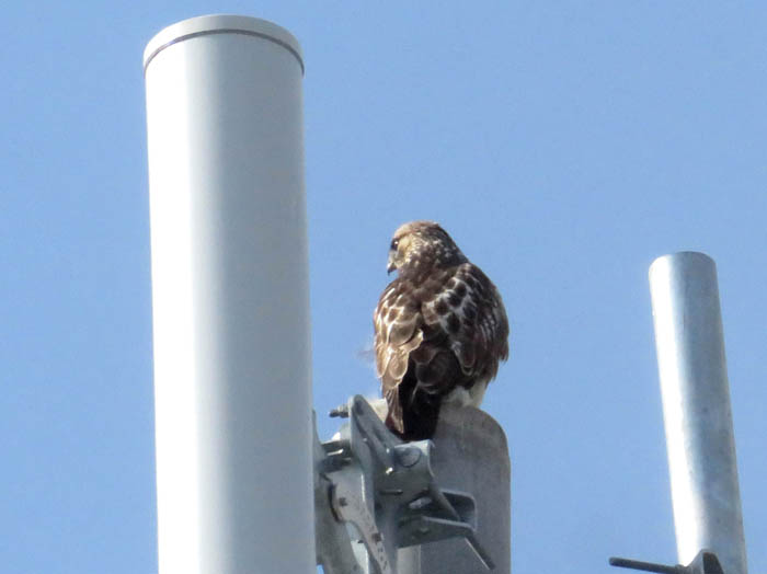 photoシジュウカラ/地附山
