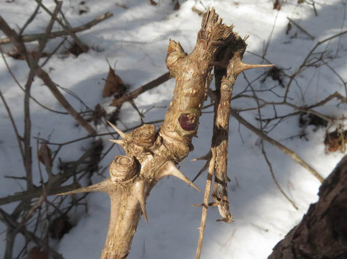 photoハリギリ/地附山