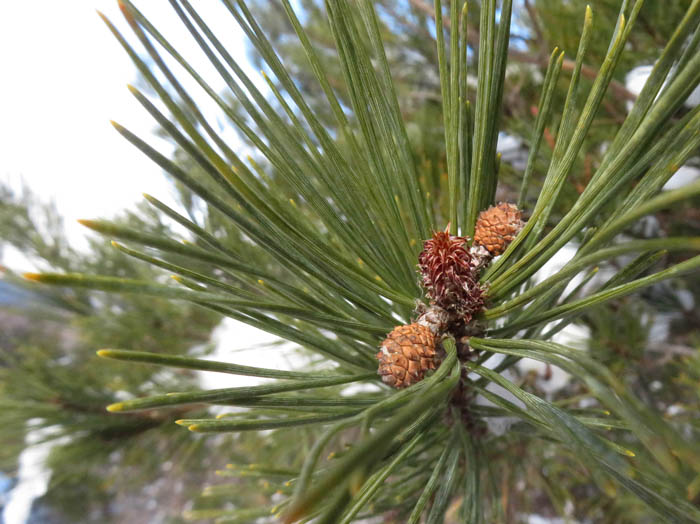 photoアカマツ/地附山