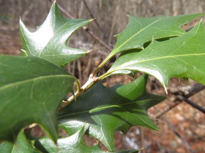 photoヒイラギ/地附山