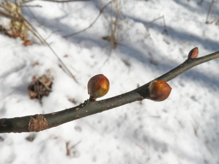 photoダンコウバイ/地附山