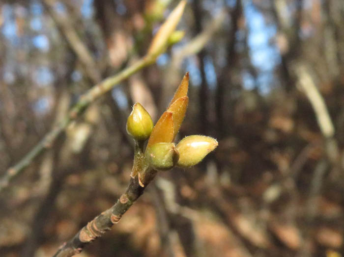 photoオオバクロモジ/地附山