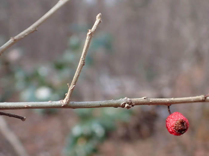 photoウメモドキ/地附山