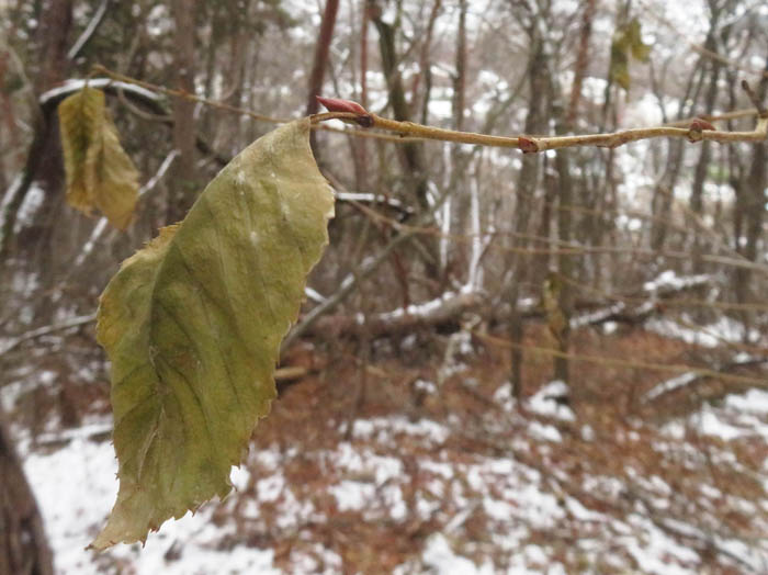 photoハンノキか/地附山