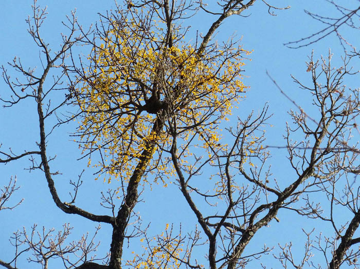 photo4ホザキヤドリギ実/地附山
