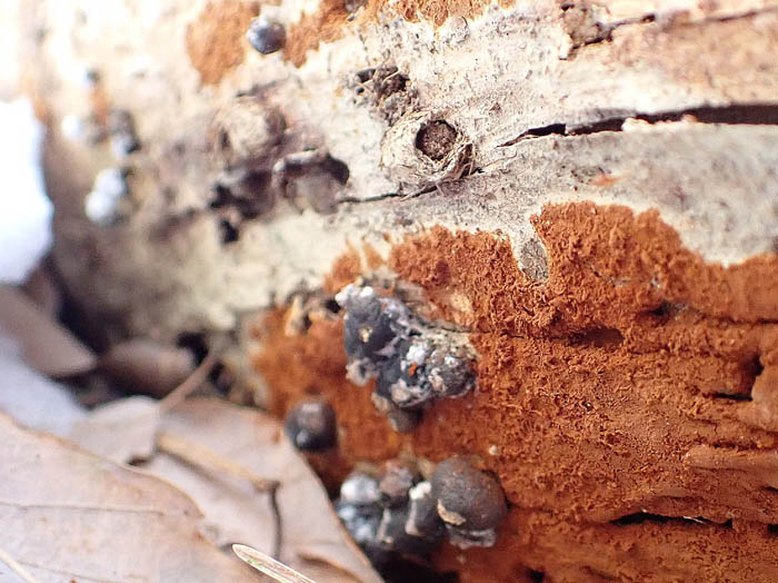 photo粘菌マメホコリ/地附山