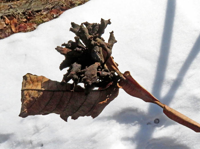 photo10ヌルデミミフシ（虫瘤）/地附山