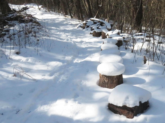 photo11イケさんが並べた粘菌畑/地附山