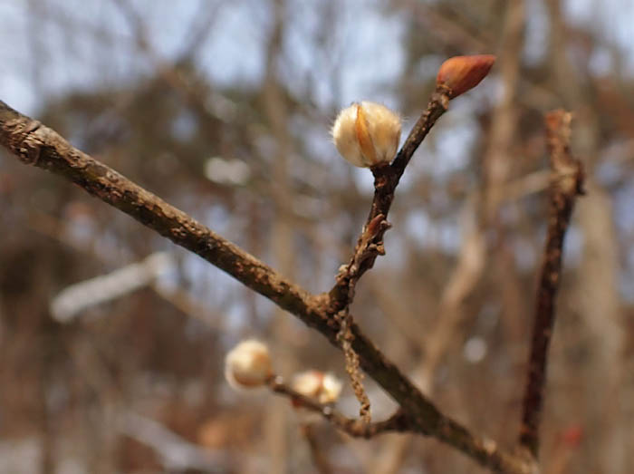 photo6ダンコウバイ膨らんできた花芽/地附山